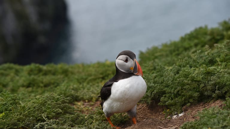 Want to see puffins in their natural habitat?Falcon Boats offers the ultimate wildlife boat experience off the coast of Wales