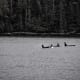 A pod of orcas patrol the waters in pristine Misty Fjords National Monument, 30 miles east of Ketchikan, Alaska