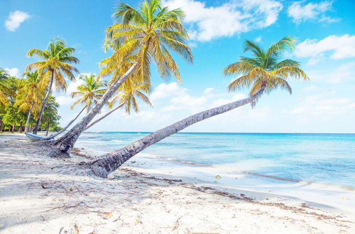 Palms reach seaward on an 
idyllic beach on Mustique.