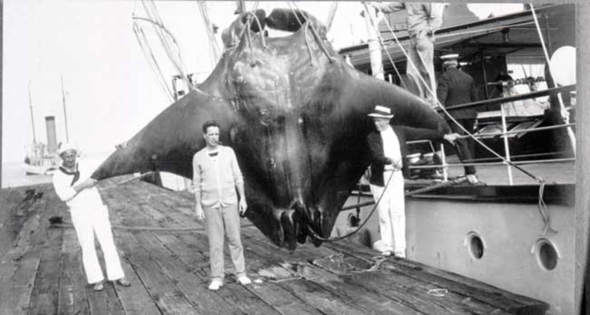 Ara and Alva were yachts and research vessels collecting various species, like this enormous ray, for Vanderbilt’s museum.