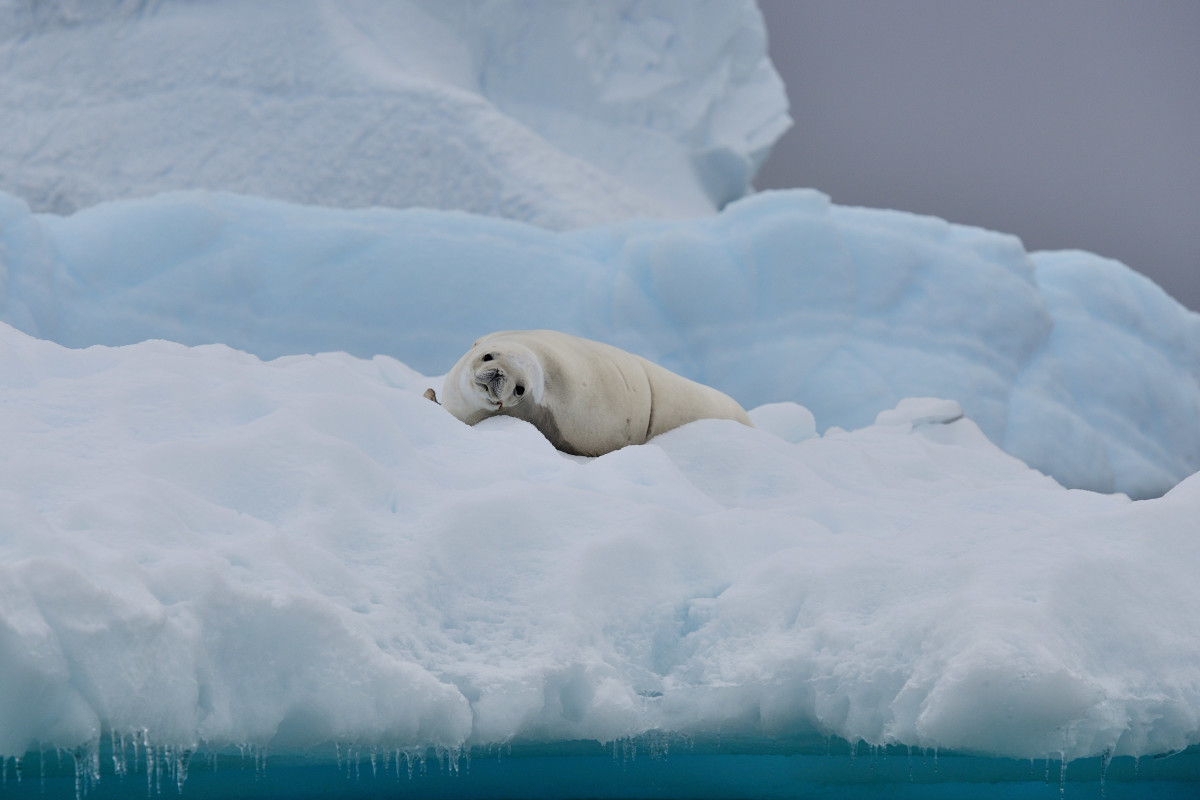 Close encounters with massive icebergs and the natives are numerous.