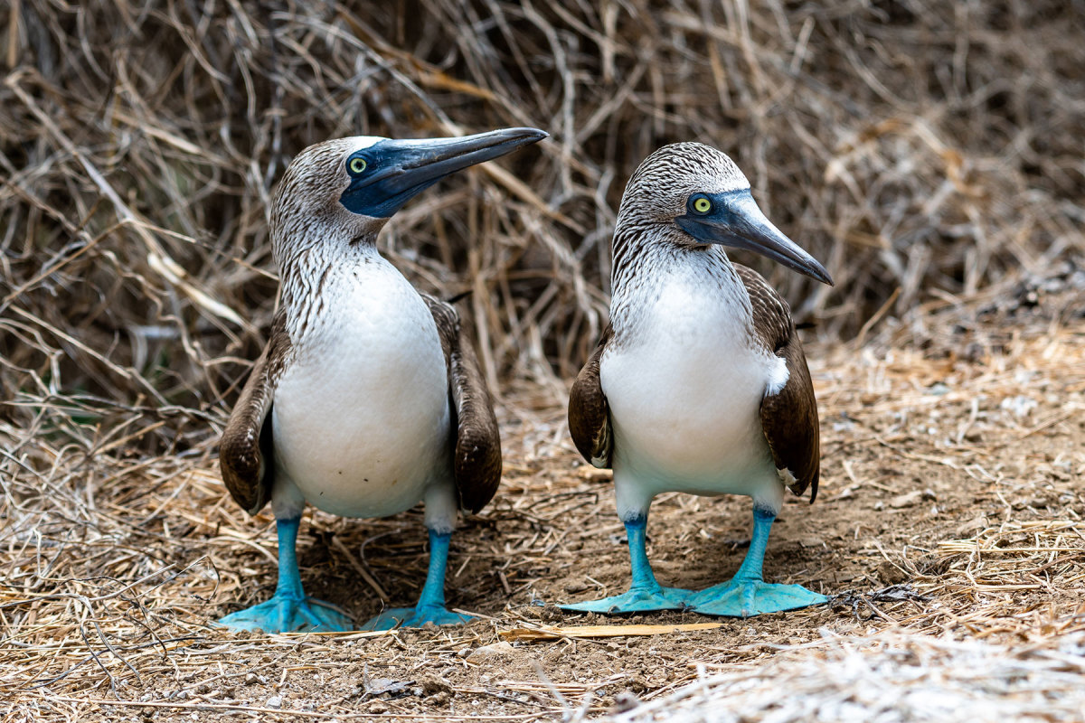 Blue-footed boobies are just some of the exotic species of birds that abound in the Galápagos